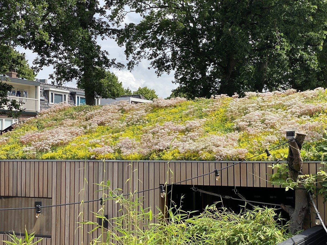 Sedumtag fra HC-Tag